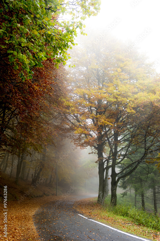 Bosco autunnale con alberi con foglie gialle e nebbia Bosco autunnale con alberi con foglie gialle e nebbia