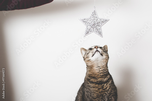 Cat looking at Christmas decoration
