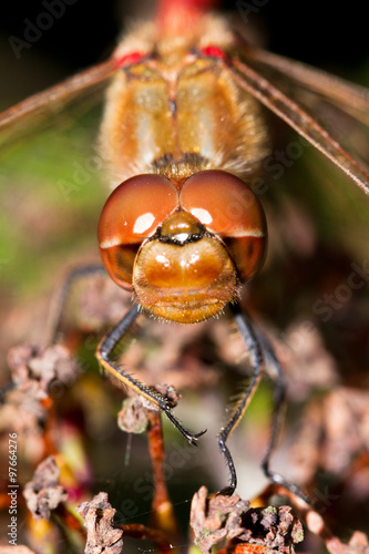 Macro portrait of a Common Darter dragonfly on a flower