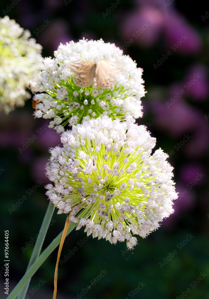 Onion flower heads, Allium cepa, with butterflies on them against a dark background in summer Onion flower heads, Allium cepa, with butterflies on them against a dark background in summer