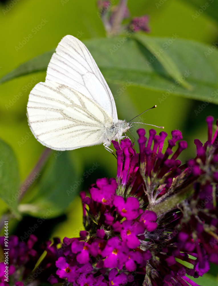Naklejka premium Green-veined White (Pieris napi) on a purple flower