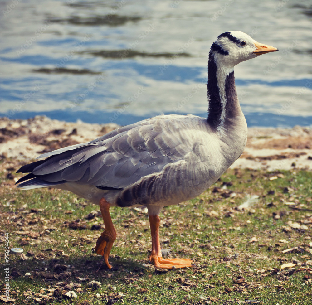 wild goose portrait standing and walking on autumn wild goose portrait standing and walking on autumn