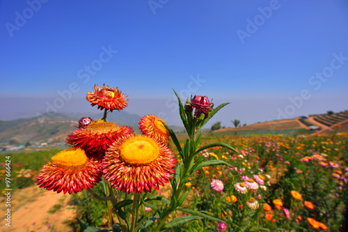Fototapeta Naklejka Na Ścianę i Meble -  Close up straw flowers under blue sky