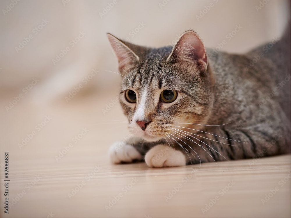 Portrait of a domestic striped young cat on a floor.