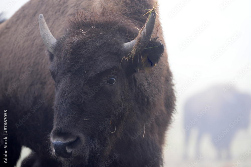 Fototapeta premium Hornschmuck, Büffel mit Gras am Horn