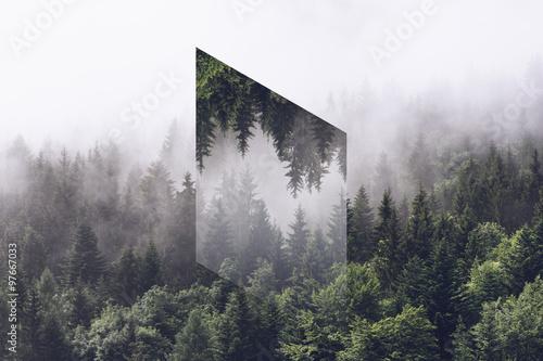 Foggy Evergreen Forest with...