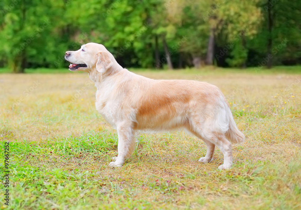Happy Golden Retriever dog standing on grass in park, side view Happy Golden Retriever dog standing on grass in park, side view