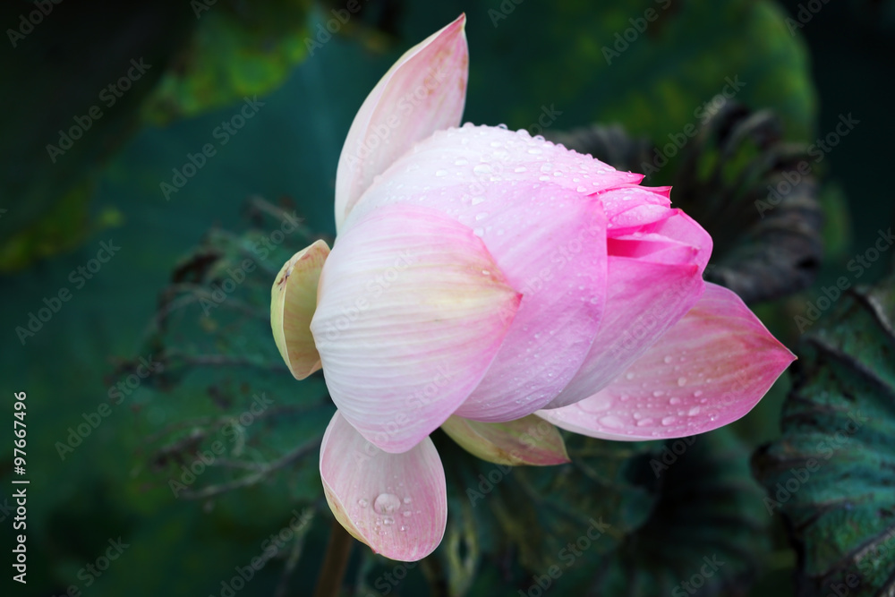 Fototapeta premium beautiful lotus flower