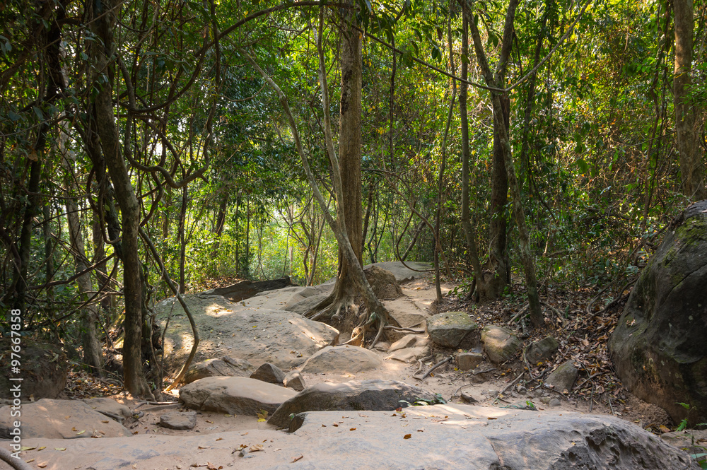 Rainforest in Cambodia