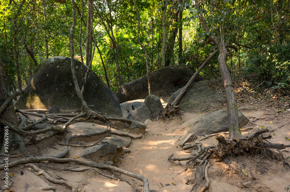 Rainforest in Cambodia Rainforest in Cambodia