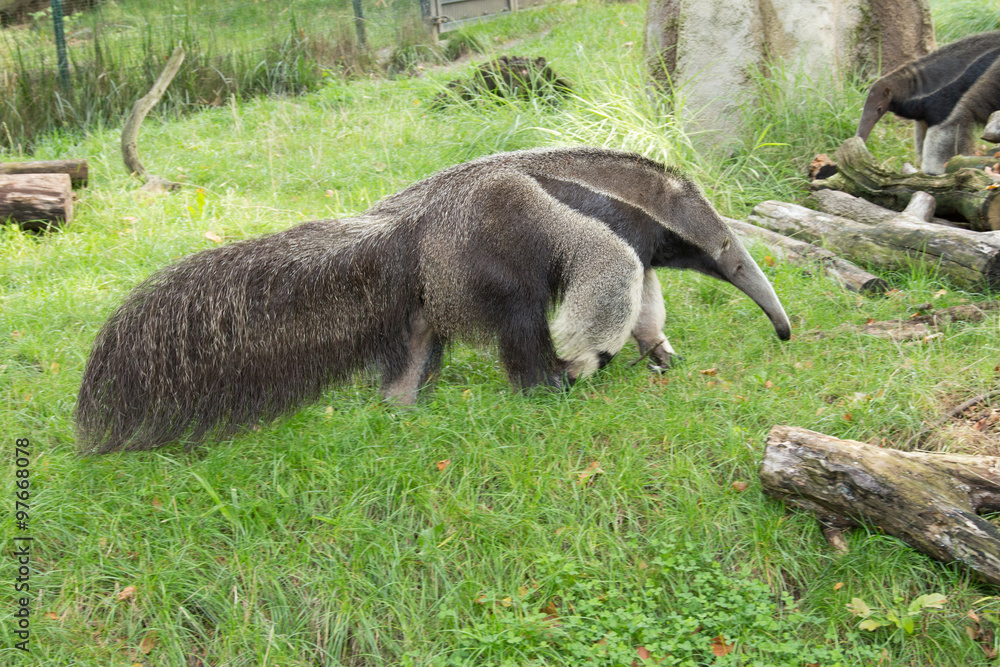 Myrmecophaga tridactyla | Giant Anteater
