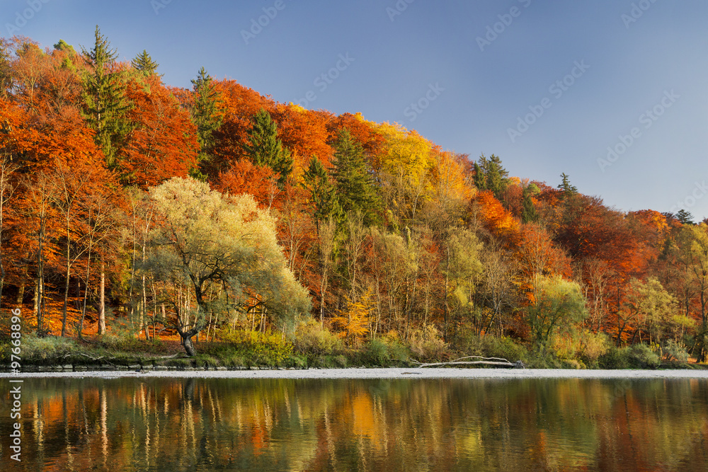 Wald im Herbst an der Isar in München
