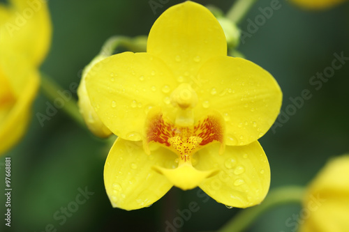 yellow ground orchid flower