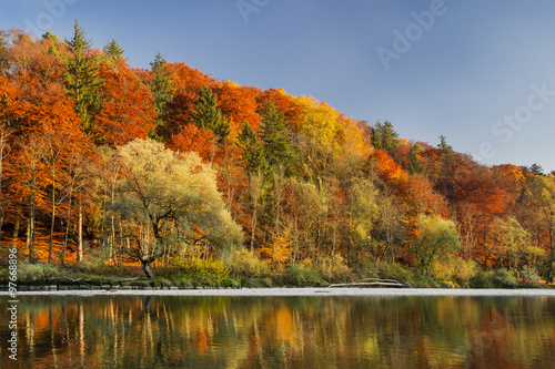 Wald im Herbst an der Isar in München 