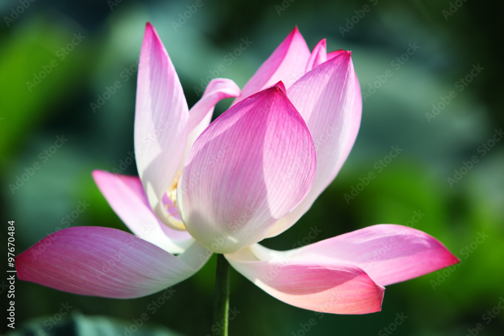 lotus flower blooming in garden