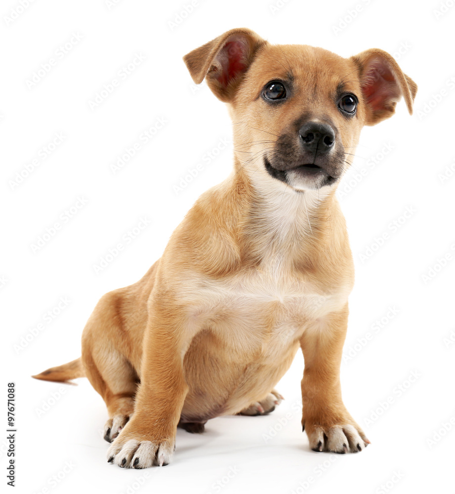 Puppy isolated on white