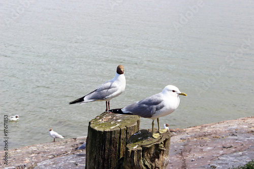 Black-headed gull and silvery seagull in a park
