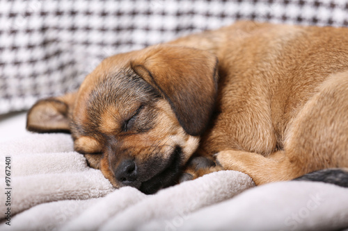 Cute puppy sleeping on sofa at home