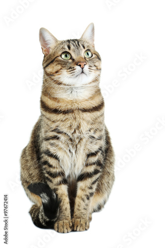 Canvas Print Beautiful cat isolated on a white