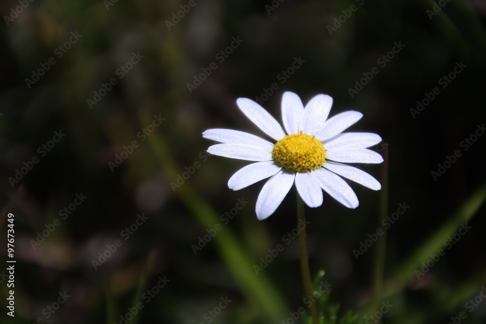 Fototapeta premium Amistad, Amor y Duda