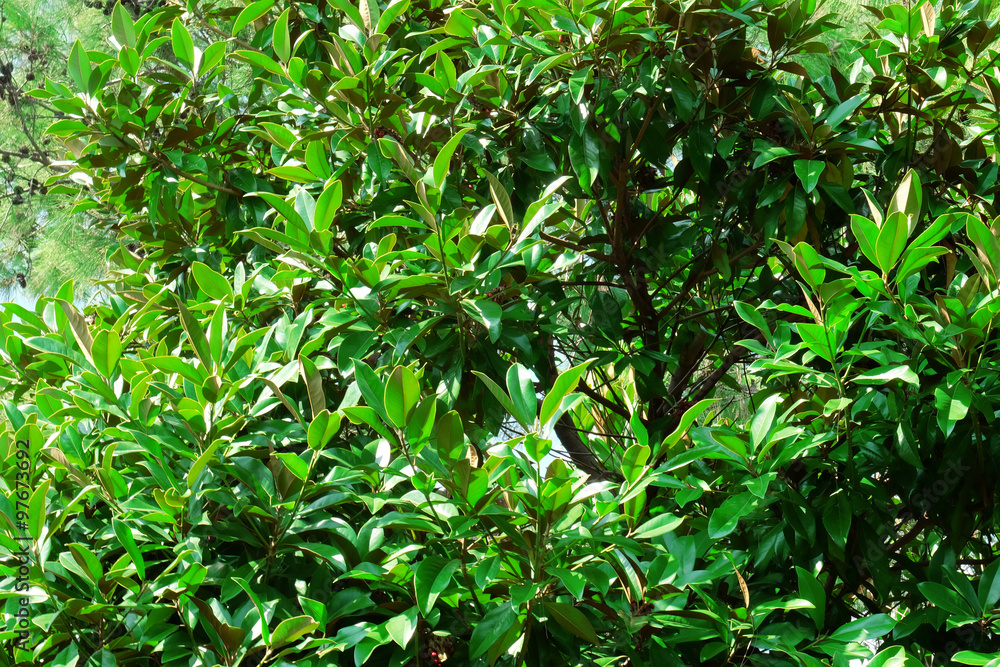 Fresh green leaves background