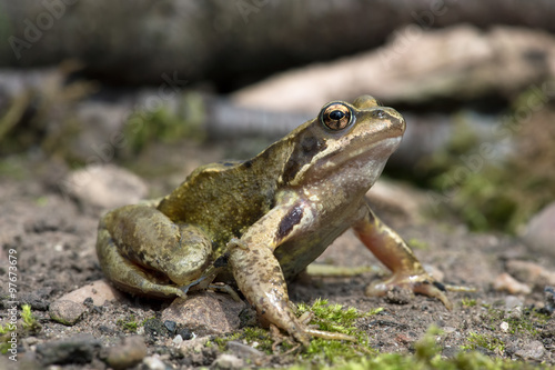 Frog (Rana Temporaria)/Common Frog on mossy floor against a background of branches