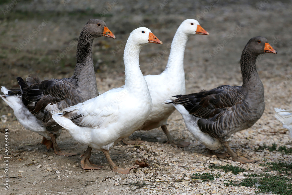 Domestic geese walking on traditional village goose farm Domestic geese walking on traditional village goose farm