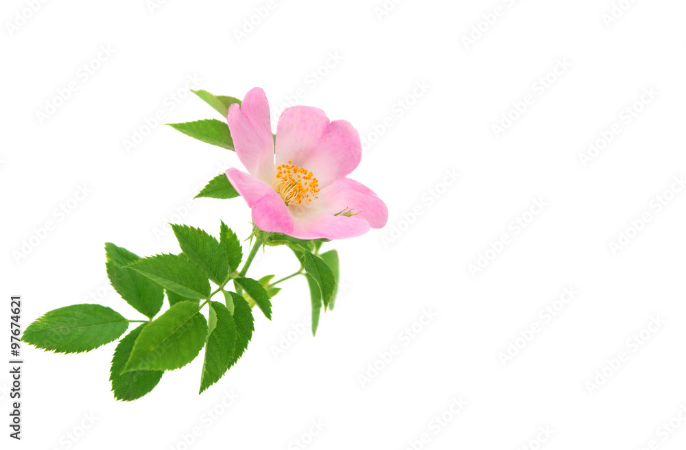 Rose wild rose Rose wild rose