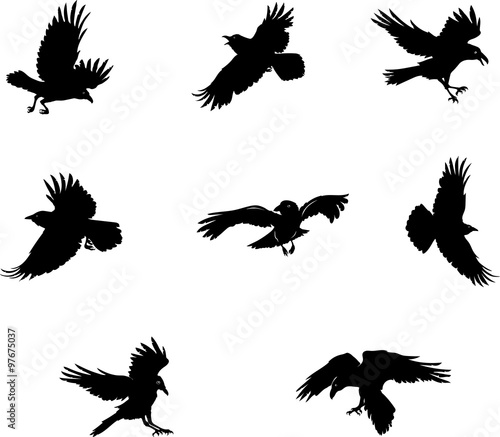 crow, raven, flying, vector, silhouette, image