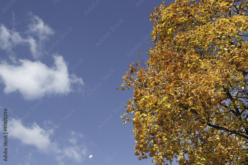 Colorful foliage in the autumn park Colorful foliage in the autumn park