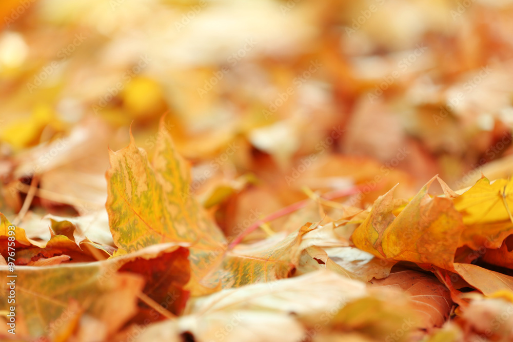 Colourful autumn leaves on the ground in the park, close up