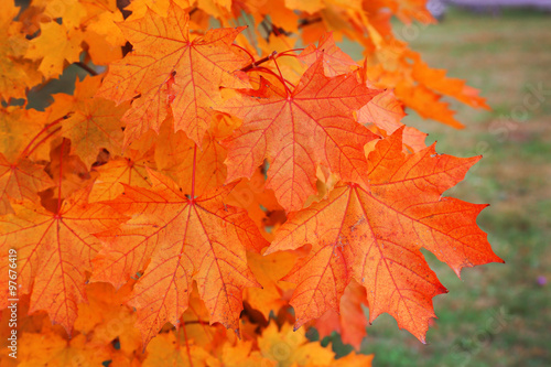 Brunch with yellow and red leaves