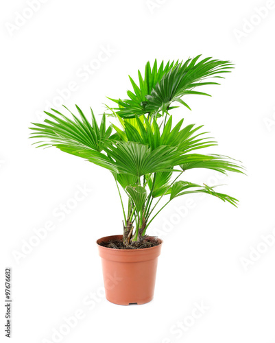 Palm tree (Livistona Rotundifolia) in flowerpot, isolated on white