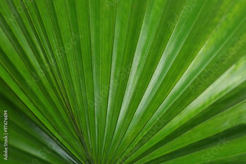 Palm leaf (Livistona Rotundifolia palm), close up