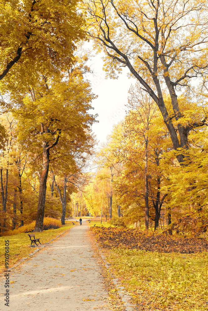 path in autumn park with yellow leaves on ground