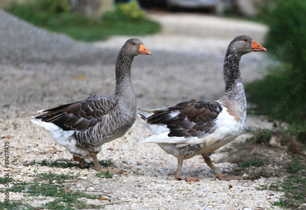 White grey gooses standing on poultry yard White grey gooses standing on poultry yard