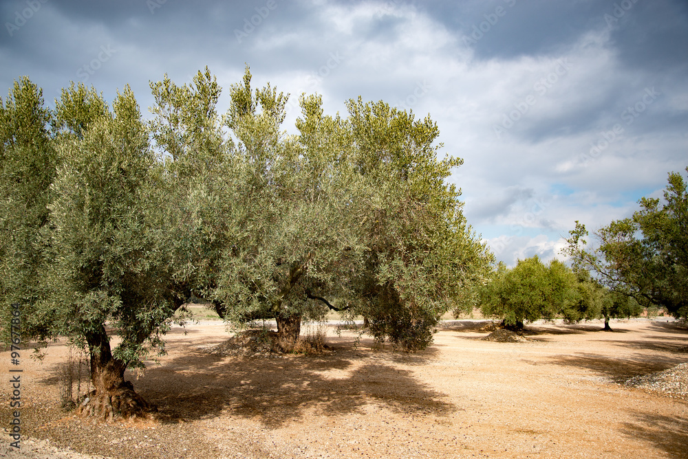 Olive Orchard_07