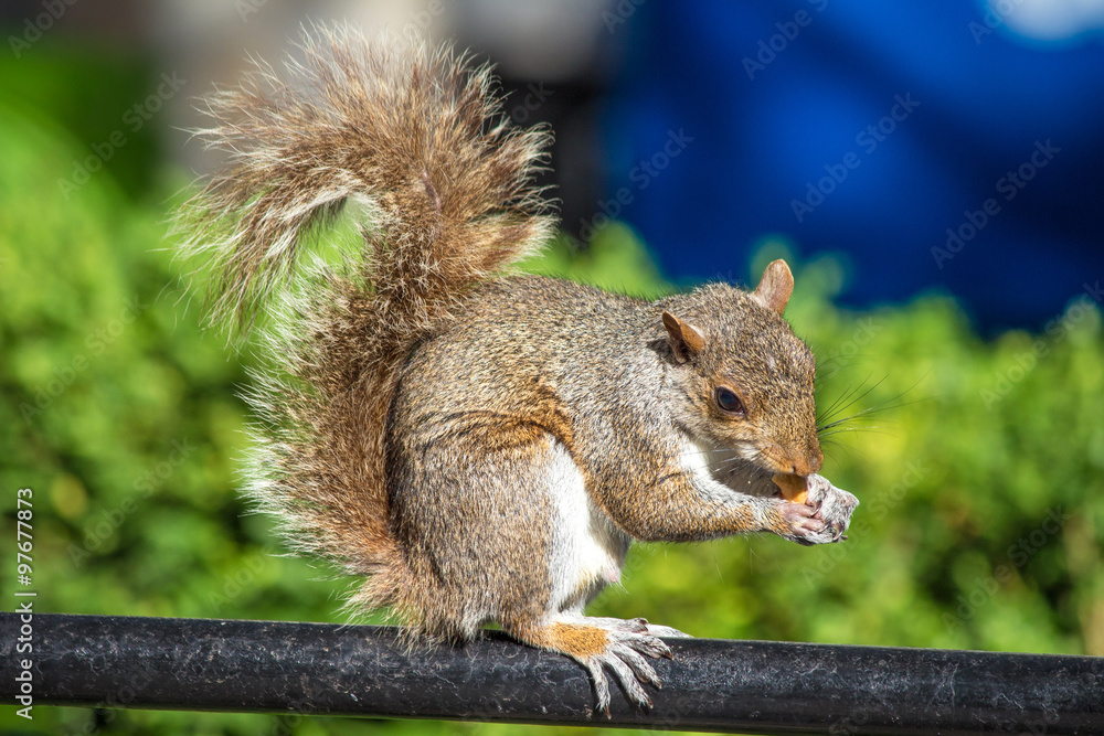 Auf einer Parkbank sitzendes Grauhörnchen mit einer Nuss (Sciurus carolinensis) grey squirrel Auf einer Parkbank sitzendes Grauhörnchen mit einer Nuss (Sciurus carolinensis) grey squirrel