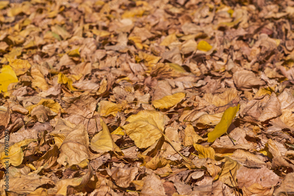 Background group autumn orange leaves. Outdoor.
Background group autumn orange leaves. Outdoor.