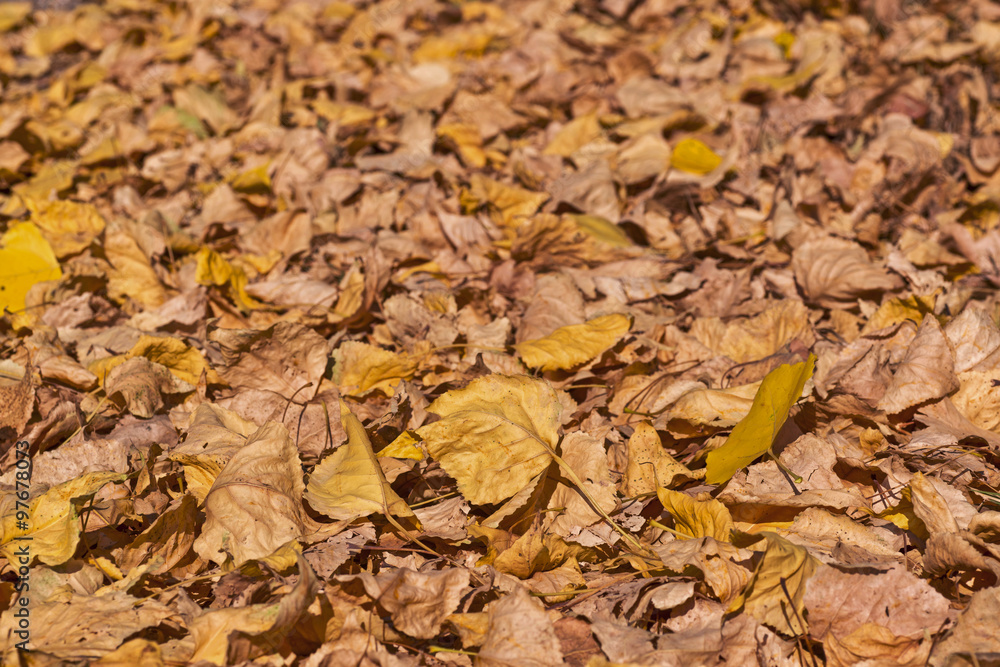 Background group autumn orange leaves. Outdoor.
