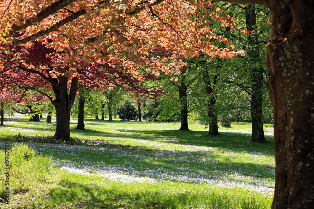 Naklejka premium Spring landscape with trees and wildflower meadow