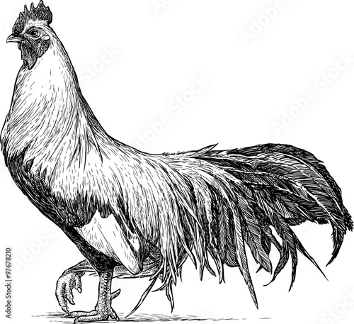 proud rooster