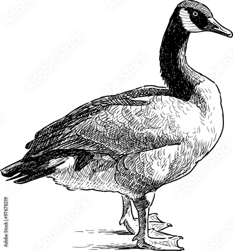 Obraz na plátne wild goose standing