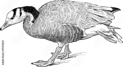 wild goose walks