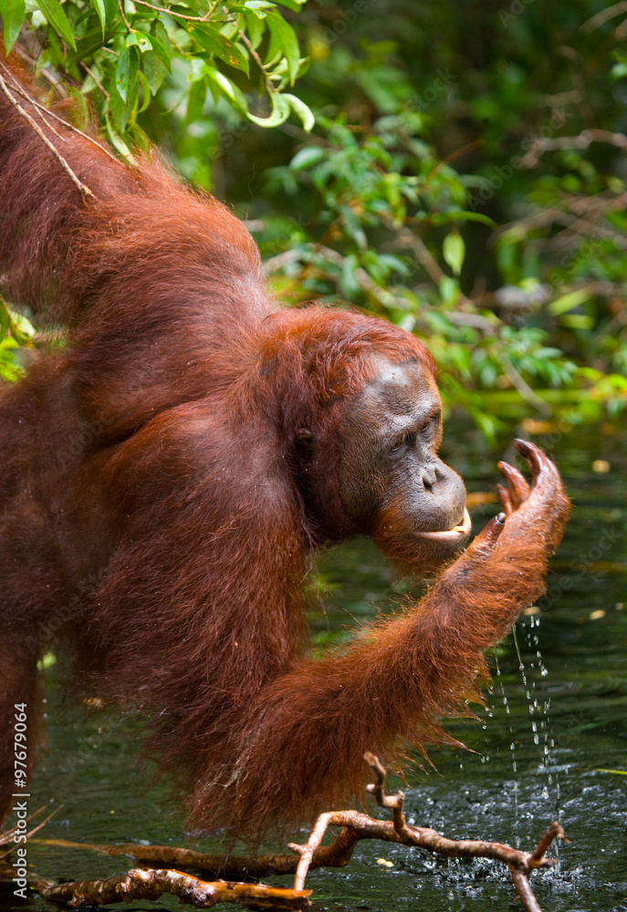 Orangutan drinking water from the river in the jungle. Indonesia. The island of Kalimantan (Borneo). An excellent illustration. Orangutan drinking water from the river in the jungle. Indonesia. The island of Kalimantan (Borneo). An excellent illustration.