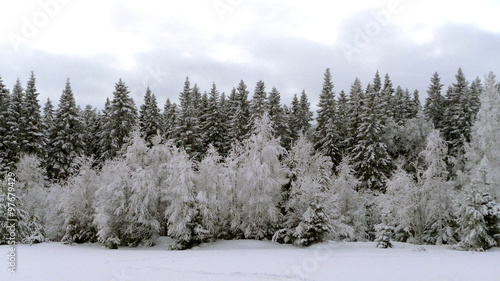 Forest edge in winter, trees covered with rime and frost