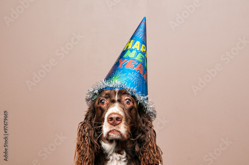 grumpy looking dog wearing a new year party hat