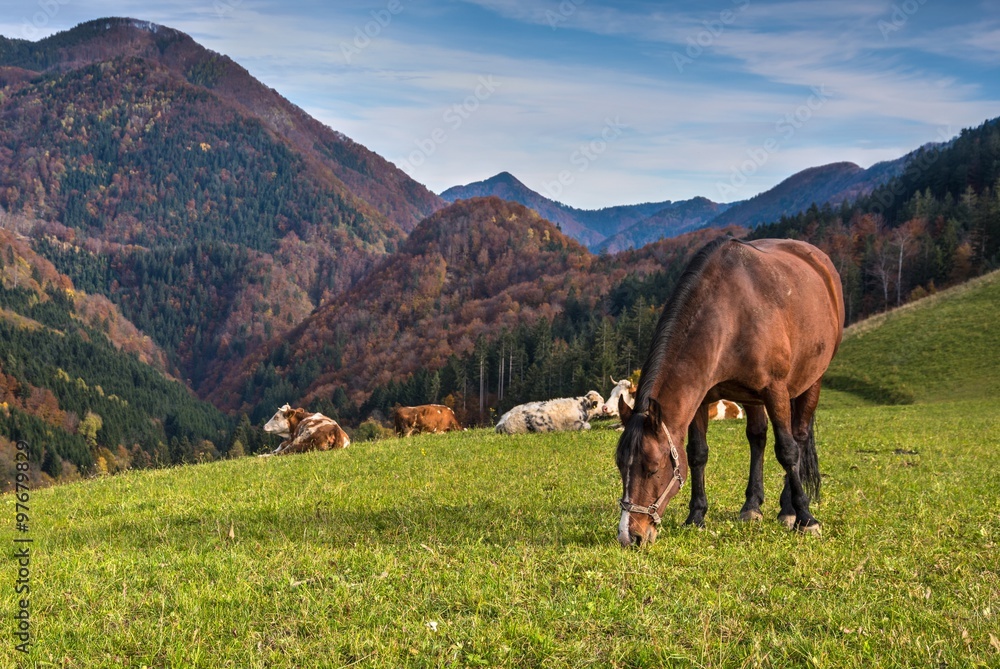 Horse in the Mountains