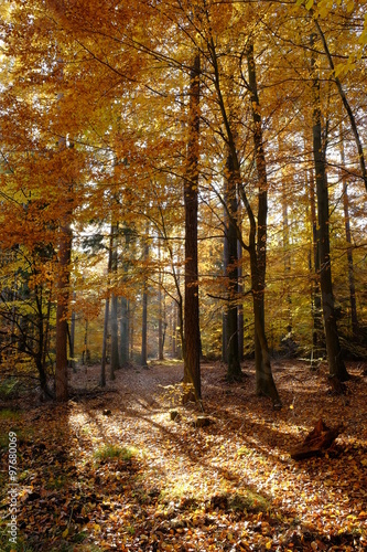 N  rdlicher Steigerwald im Herbst  Unterfranken  Bayern  Deutsch