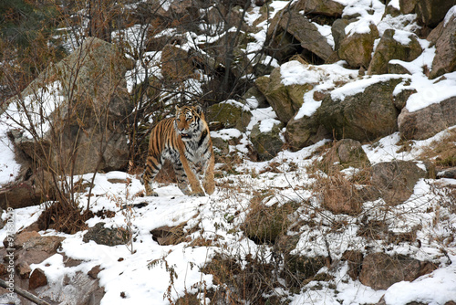 Fototapeta Naklejka Na Ścianę i Meble -  Healthy male Siberian Tiger in the mountains in the winter.